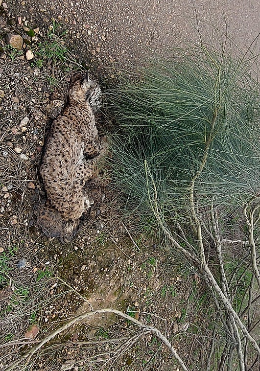 Aparece muerto un lince en la N-630 en Torremejía